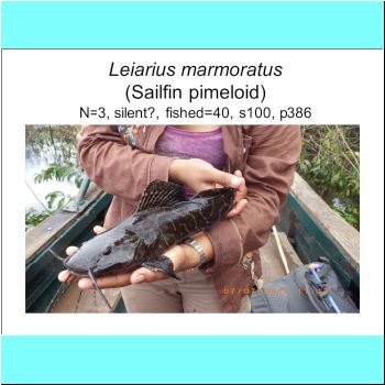 Leiarius marmoratus.png